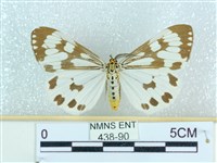 粉蝶燈蛾藏品圖，第1張