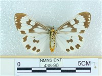 粉蝶燈蛾藏品圖，第2張