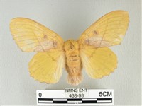 青枯葉蛾藏品圖，第1張