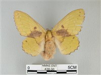 青枯葉蛾藏品圖，第1張