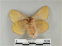 青枯葉蛾藏品圖，第2張