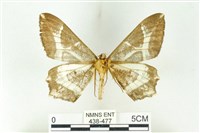 樹形尺蛾藏品圖，第2張