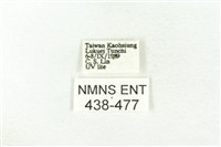 樹形尺蛾藏品圖，第3張