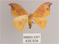 銀斑黃鉤蛾藏品圖，第1張