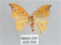 銀斑黃鉤蛾藏品圖，第2張