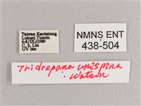 銀斑黃鉤蛾藏品圖，第3張