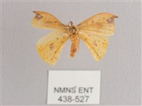 銀斑黃鉤蛾藏品圖，第1張