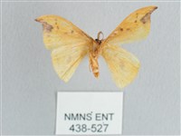 銀斑黃鉤蛾藏品圖，第2張