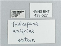 銀斑黃鉤蛾藏品圖，第3張