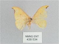 彎黑黃鉤蛾藏品圖，第2張