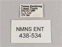 彎黑黃鉤蛾藏品圖，第3張