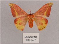 鉛斑帶鉤蛾藏品圖，第2張