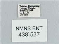 鉛斑帶鉤蛾藏品圖，第3張