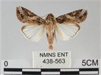 斜紋夜盜蛾藏品圖，第1張