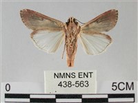 斜紋夜盜蛾藏品圖，第2張