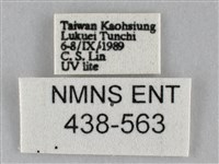 斜紋夜盜蛾藏品圖，第3張