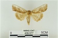 臺洒波紋蛾藏品圖，第1張