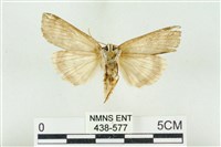 臺洒波紋蛾藏品圖，第2張