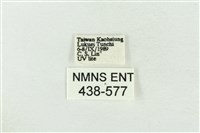 臺洒波紋蛾藏品圖，第3張