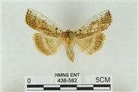 臺洒波紋蛾藏品圖，第1張