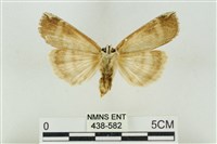 臺洒波紋蛾藏品圖，第2張