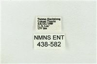 臺洒波紋蛾藏品圖，第3張