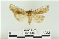 臺洒波紋蛾藏品圖，第1張