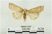 臺洒波紋蛾藏品圖，第2張