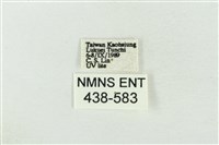 臺洒波紋蛾藏品圖，第3張