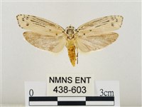 線紋篩蛾藏品圖，第1張