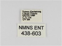 線紋篩蛾藏品圖，第3張