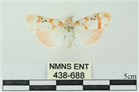 臺雪苔蛾藏品圖，第1張