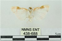 臺雪苔蛾藏品圖，第2張