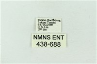 臺雪苔蛾藏品圖，第3張