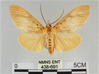 橙擬燈蛾藏品圖，第1張