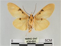 橙擬燈蛾藏品圖，第2張