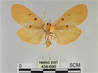 橙擬燈蛾藏品圖，第2張