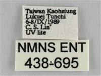 橙擬燈蛾藏品圖，第3張