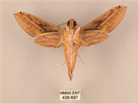 棕綠背線天蛾藏品圖，第2張