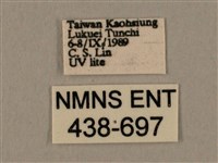 棕綠背線天蛾藏品圖，第3張