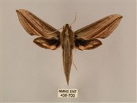 棕綠背線天蛾藏品圖，第1張