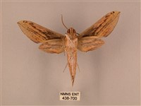 棕綠背線天蛾藏品圖，第2張