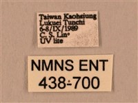 棕綠背線天蛾藏品圖，第3張