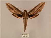 棕綠背線天蛾藏品圖，第1張