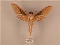 棕綠背線天蛾藏品圖，第2張