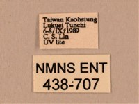 棕綠背線天蛾藏品圖，第3張