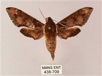 雙斑白肩天蛾藏品圖，第1張