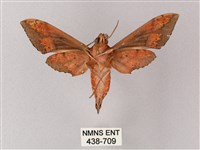 雙斑白肩天蛾藏品圖，第2張