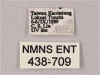 雙斑白肩天蛾藏品圖，第3張