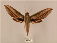 棕綠背線天蛾藏品圖，第1張